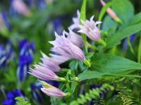 Gentiana asclepiadea Pink Swallow